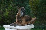DOGUE ALLEMAND 905